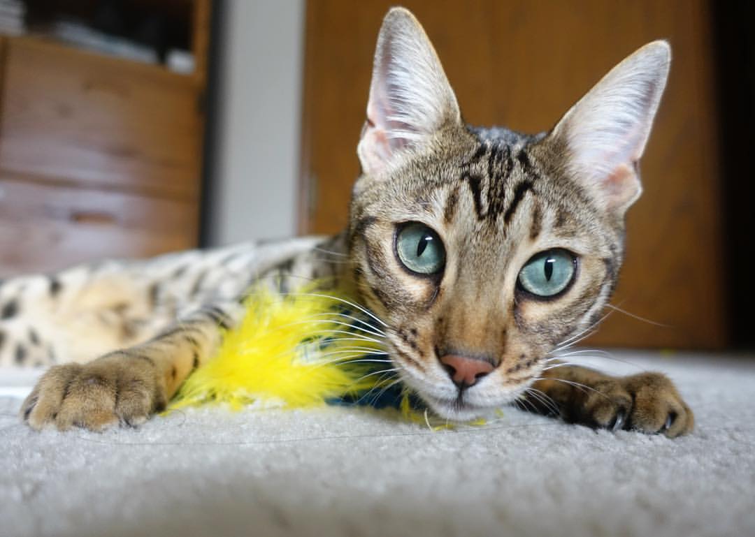 AYX官网-F1绿色赛场：环保行动响应全球号召，绿色f1赛车的图片