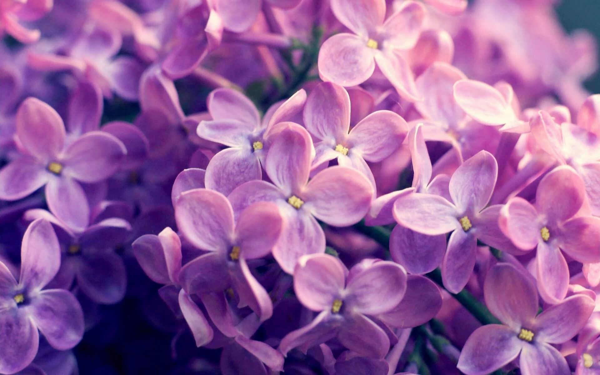 F1绿色赛场:环保行动响应全球号召,绿色f1赛车的图片