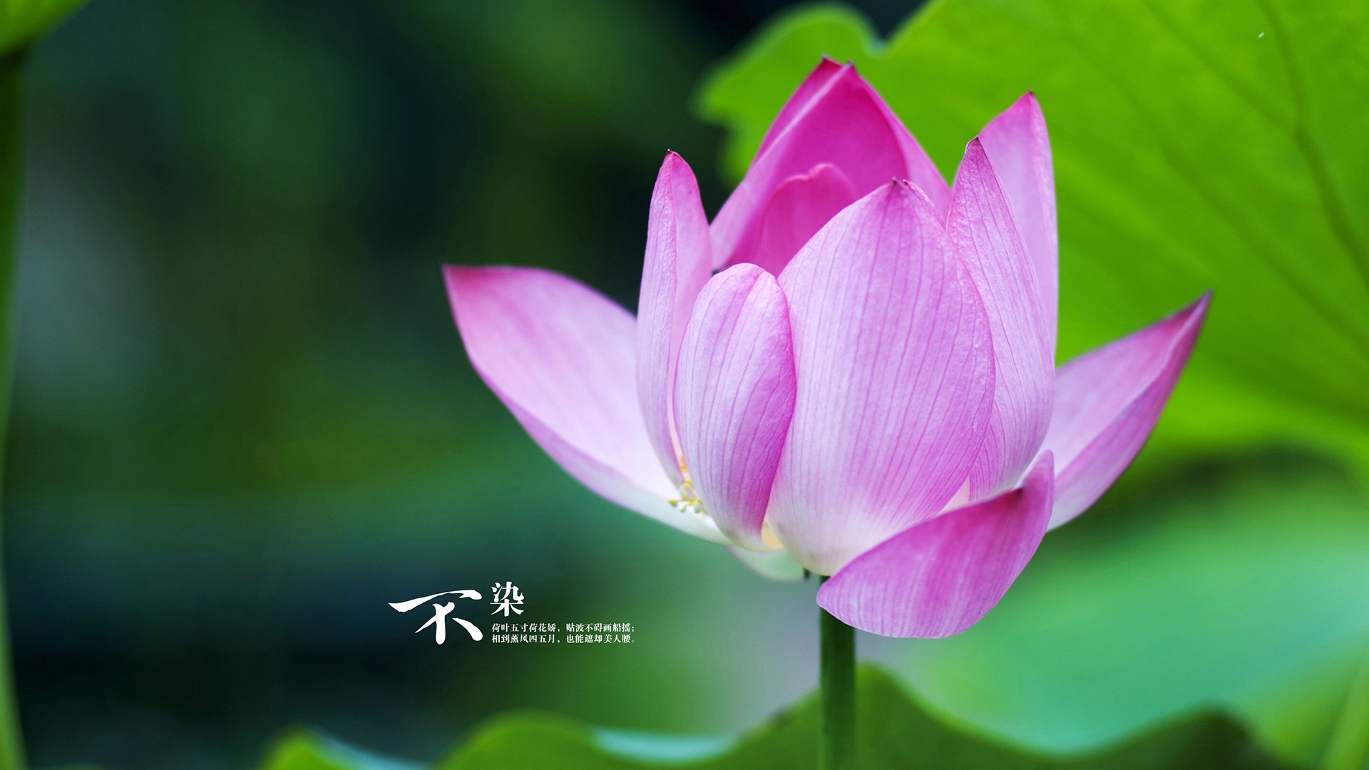 冬奥首次足球赛:塞内加尔以非洲速度征服寒地球场,塞内加尔 男足