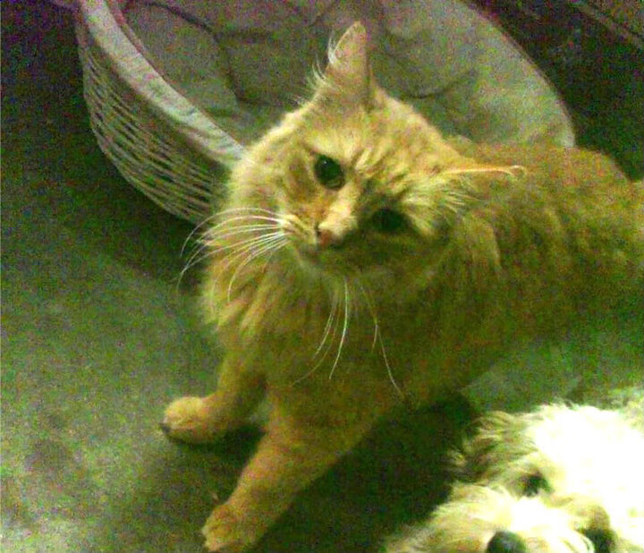 AYX GAME-塞内加尔马术协会建立马匹基因数据库，促进马匹选育与训练。，马塞尔·里塞