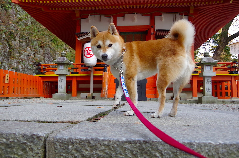 法甲巴黎圣日耳曼主场优势明显,巴黎圣日耳曼几次法甲冠军