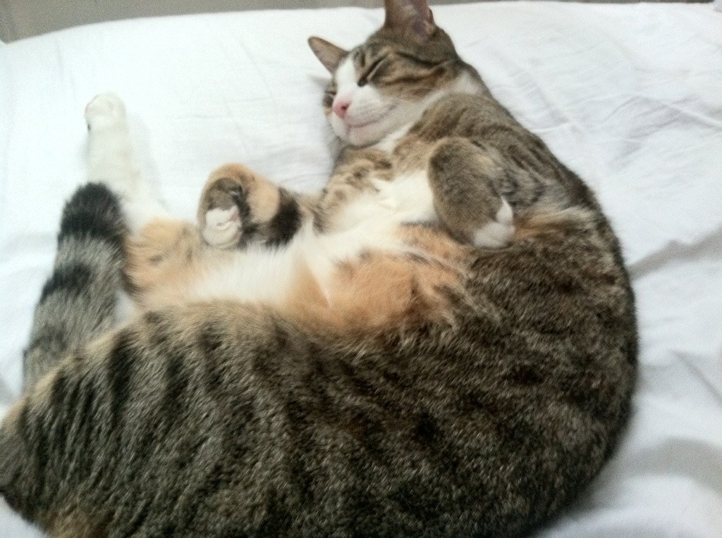 汉诺威士气高涨,连续获胜,汉诺威有限公司