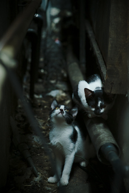 世界杯预选赛开赛,意大利男篮以小组第一出线,意大利男篮落选赛