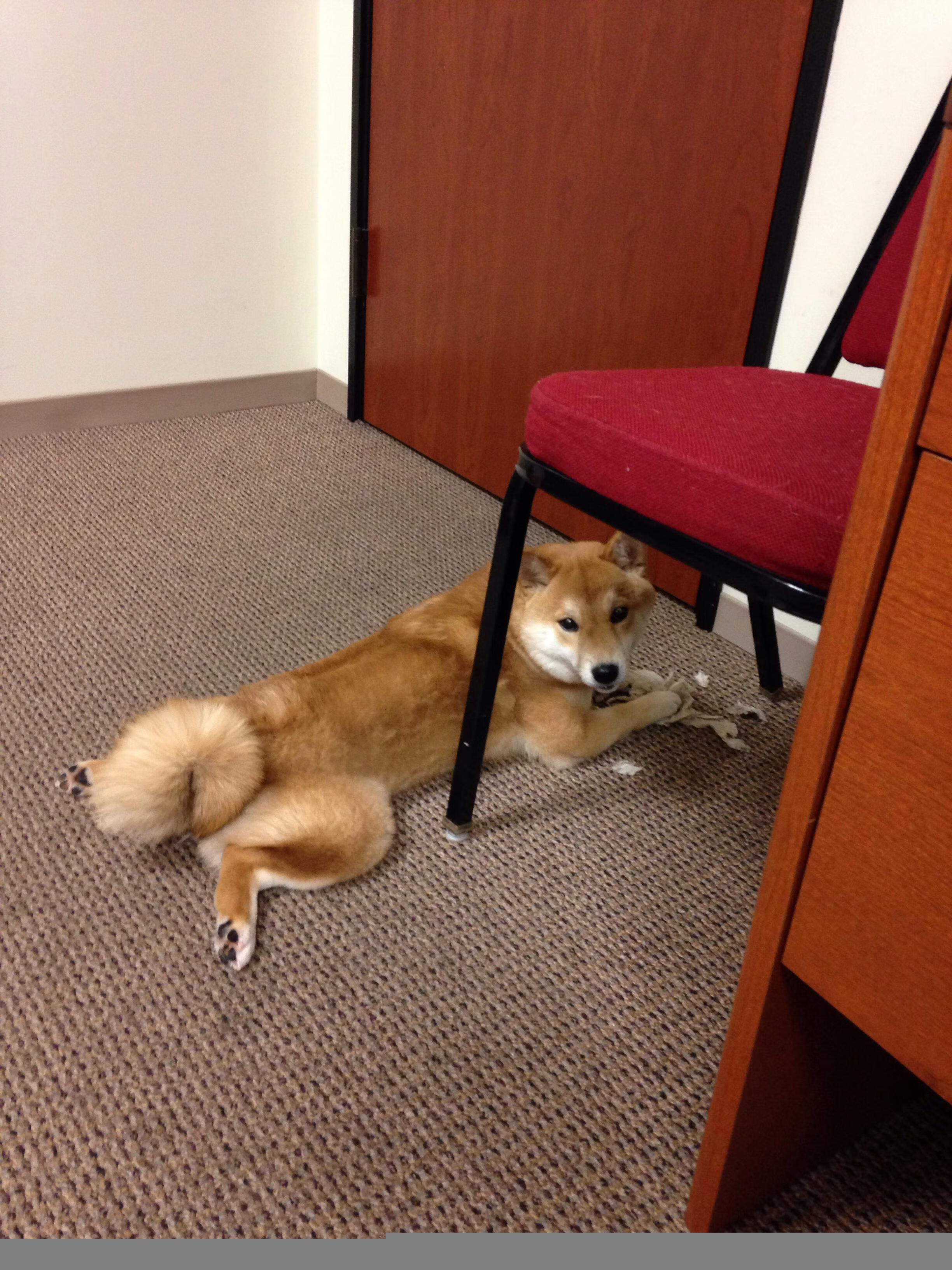 乌迪内斯中场受伤下场，影响球队节奏，乌迪内斯最近战绩