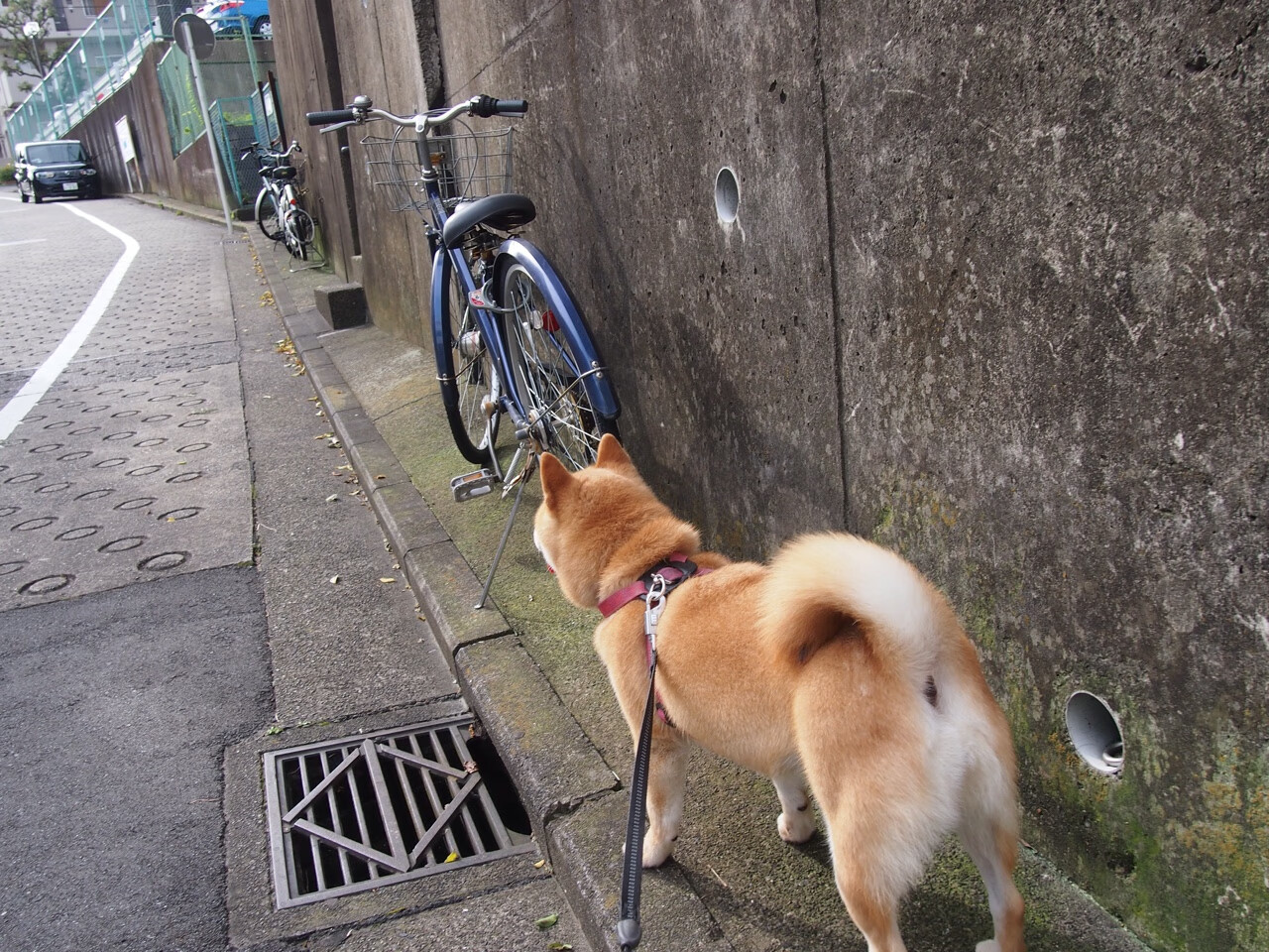 爱游戏-摩纳哥球员状态火热，摩纳哥球迷