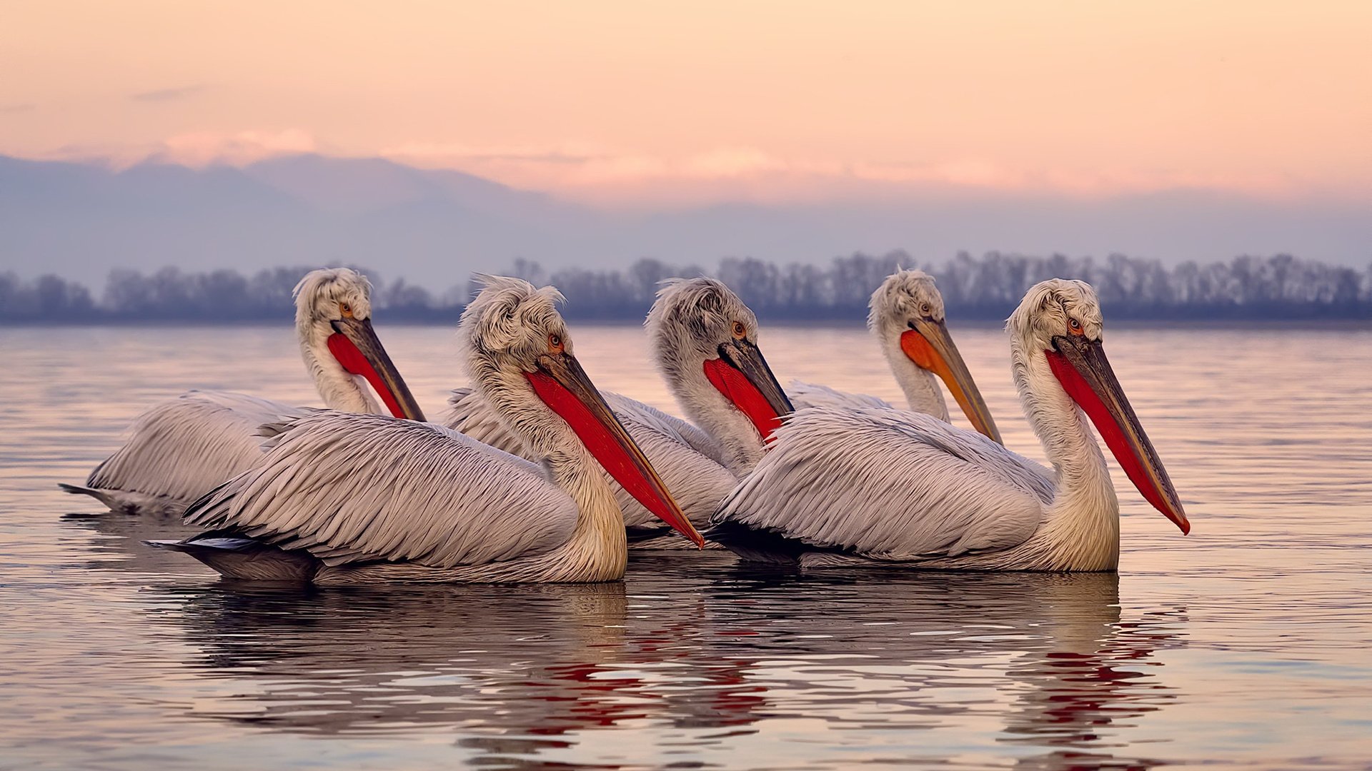 网坛退役巨星宣布转型教练，网坛退役巨星宣布转型教练是真的吗