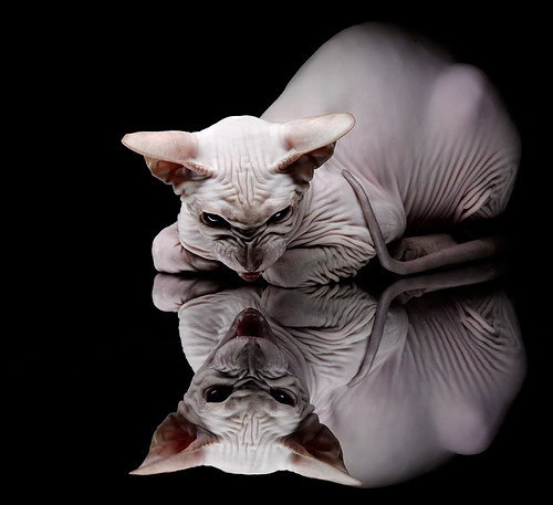 NBA球队替补阵容贡献分析，nba替补队员