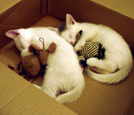 中国篮球职业联赛媒体传播策略研究,篮球媒体简介怎么写