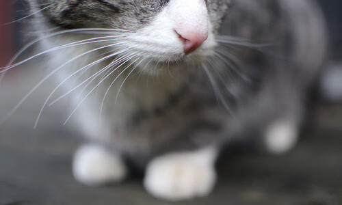 体育专业研究生就业趋势分析报告,体育专业的研究生就业情况