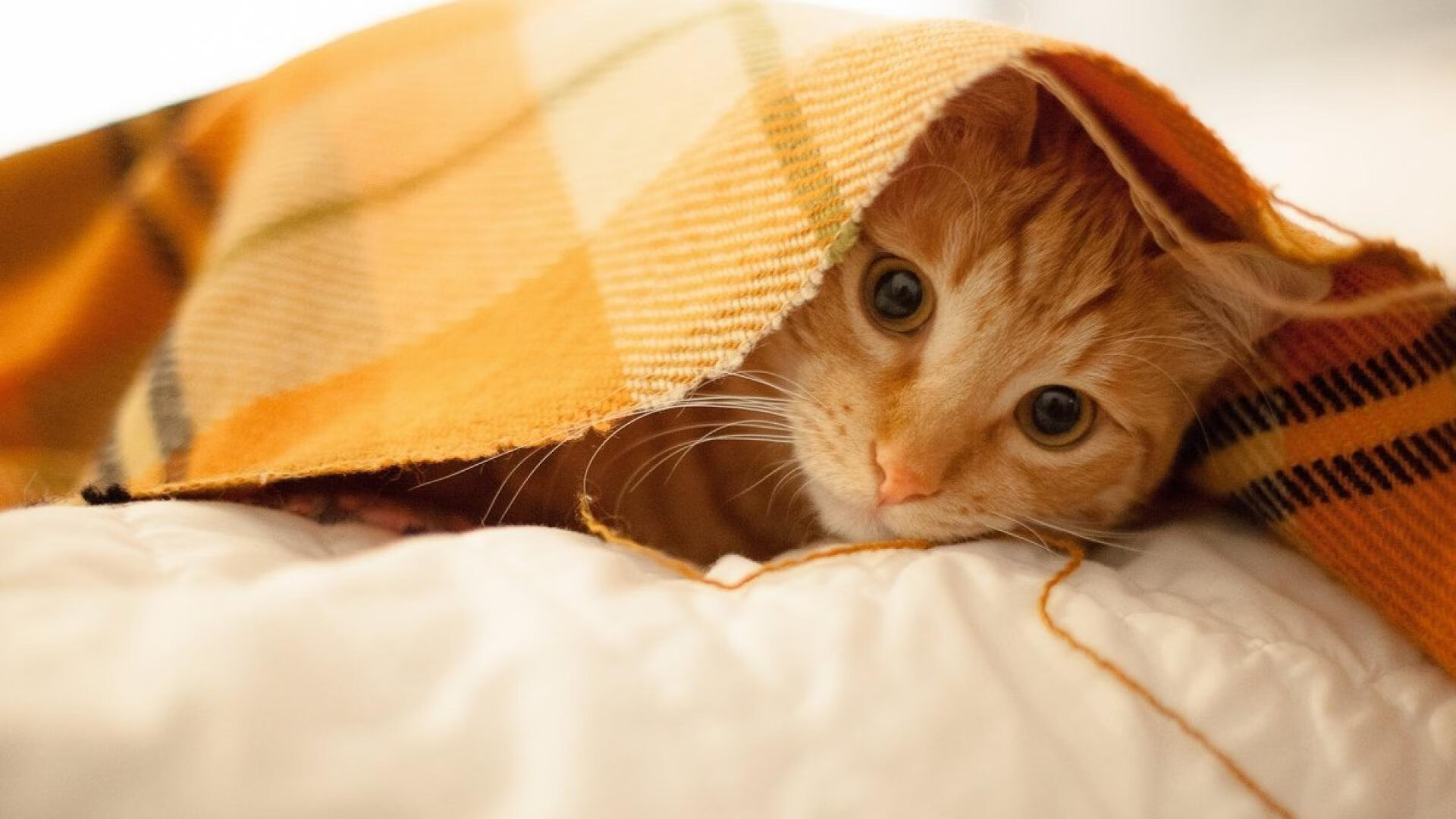 意甲裁判团队利用沉浸语境模拟提升国际比赛执法表现