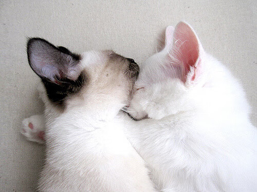 篮球专项技能动作的动作学分析与训练改进,篮球的专项技术动作