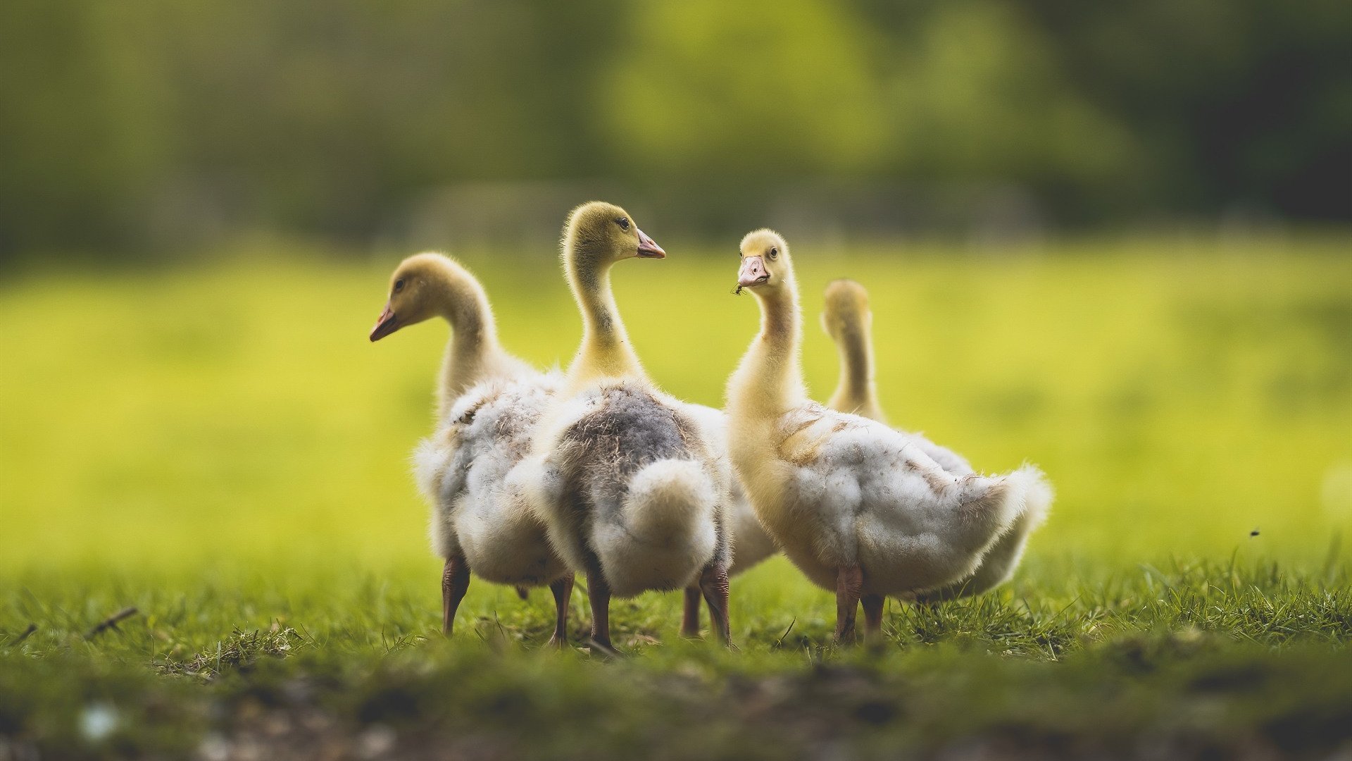 爱游戏体育APP下载-埃及赛制解析：如何将技术创新应用于比赛设计，埃及的比赛