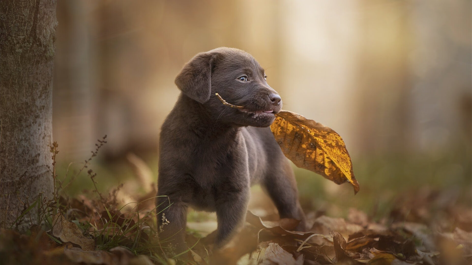 大数据分析赋能教练组战术决策,大数据赋能什么意思
