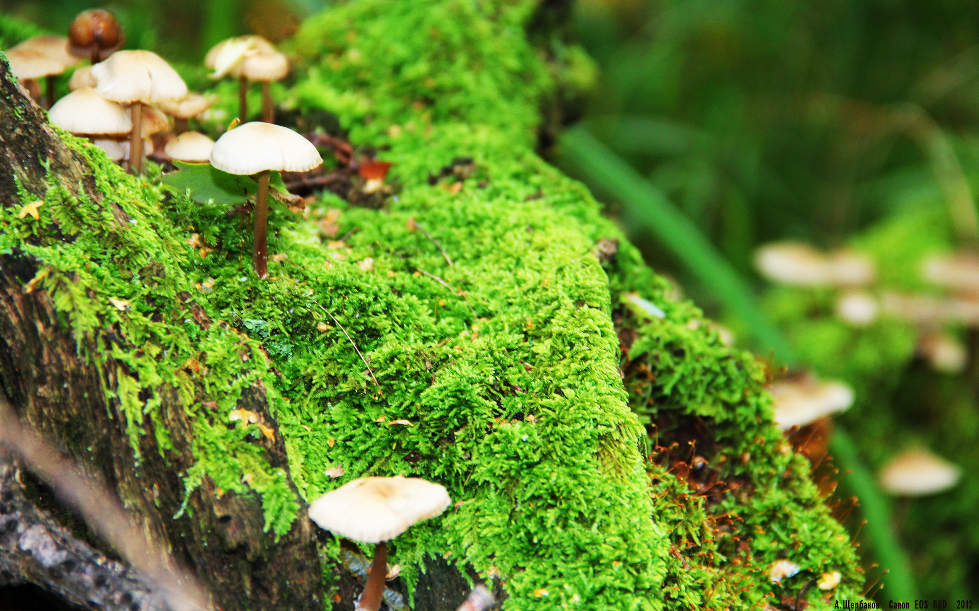 霍特·巴雷特：全黑队战略部署的核心球员，控场能力堪称一绝，霍雷巴格顿